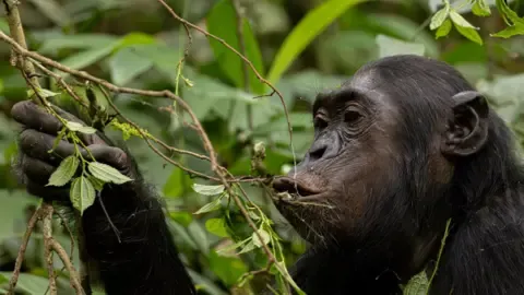Apes Consuming the Equivalent of a Beer Per Day from Overripe Fruits, Study Shows