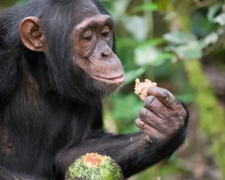 Apes Drink Everyday Alcohol Comparable to a Beer from Ripe Figs